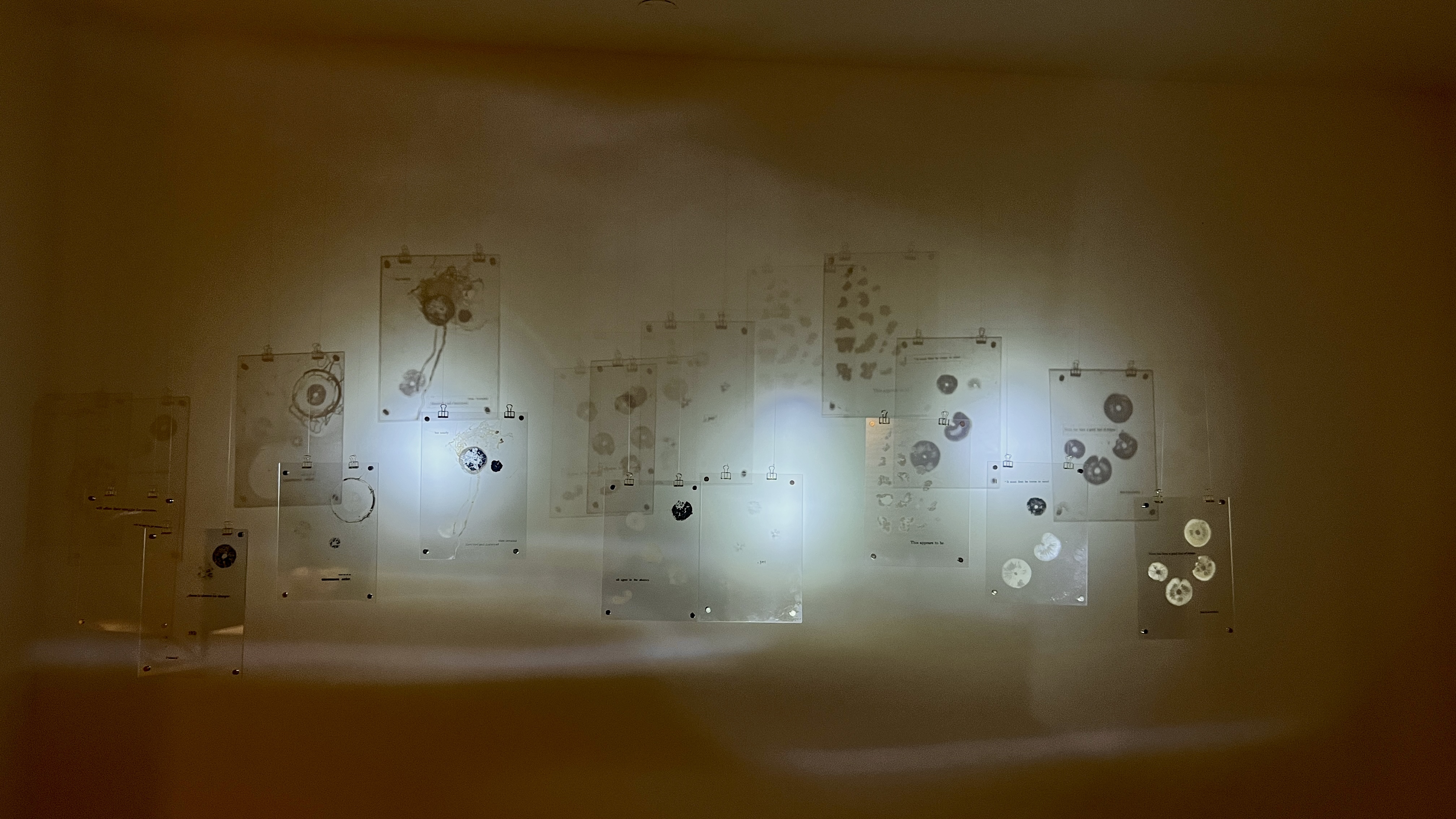 Spore prints on transparent acrylic sheets casting shadows on wall