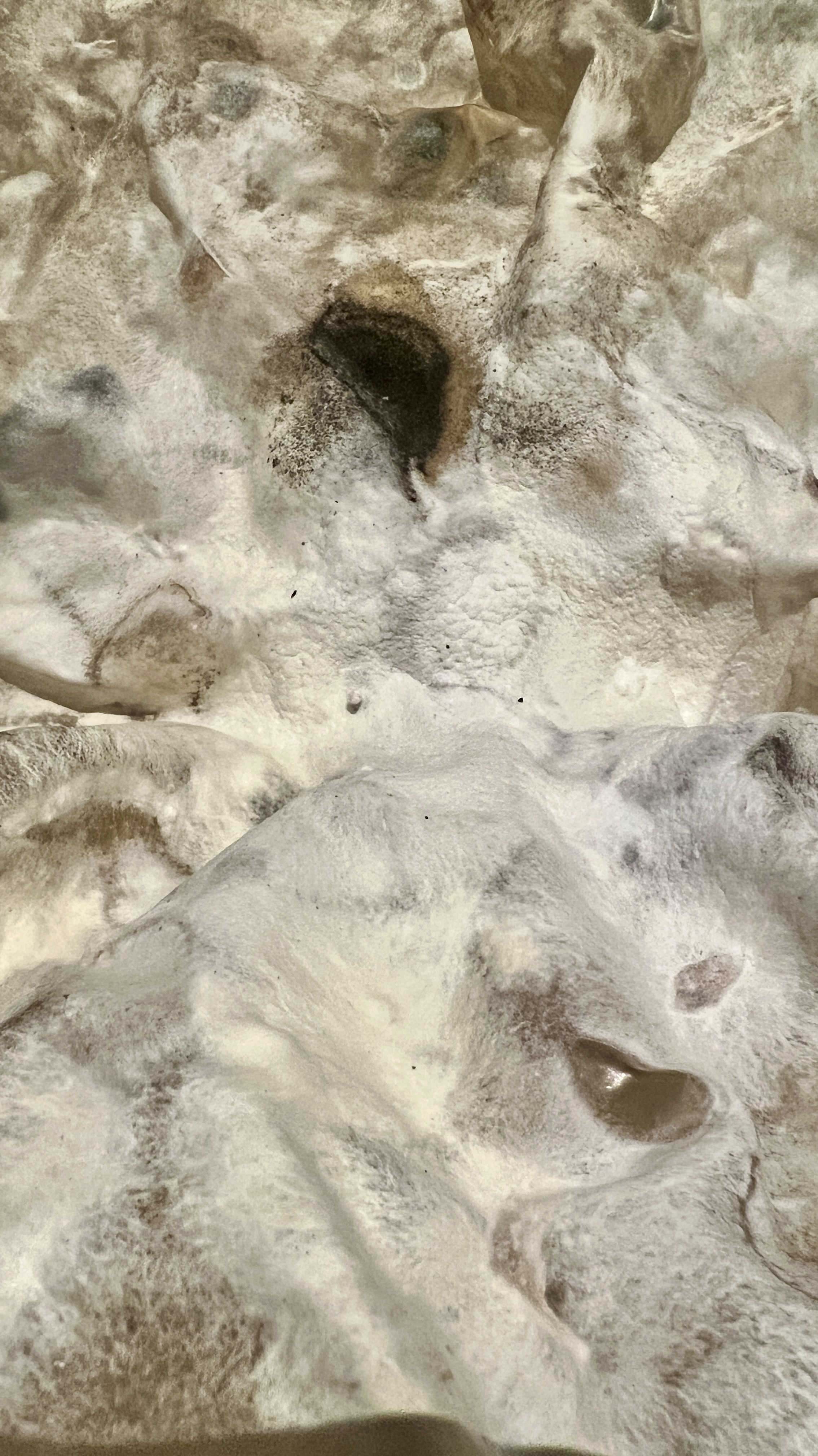 Close-up detail of mycelium texture and growth patterns